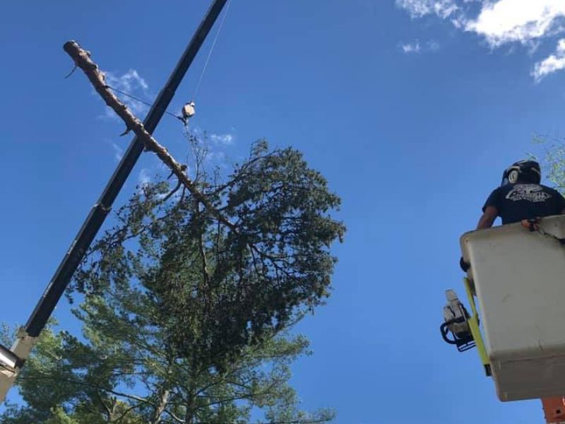 crane-assisted tree removal services near me