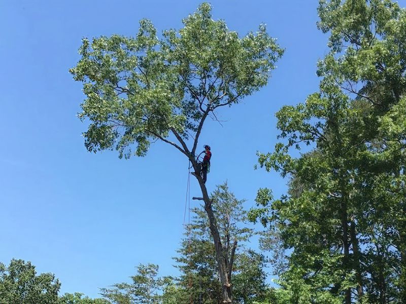 professional tree trimming and pruning