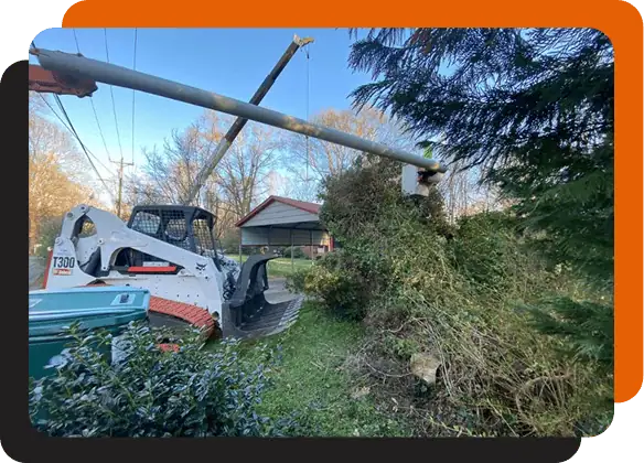 certified arborists