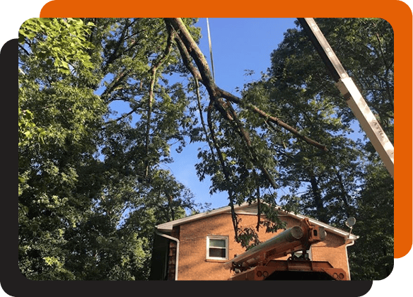 tree removal services