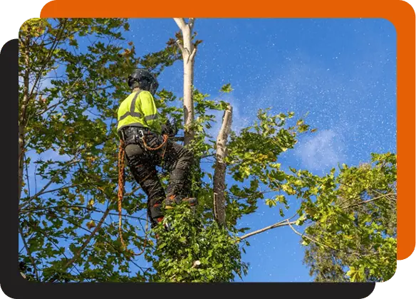 Taylorsville Tree Care team member expertly trimming trees