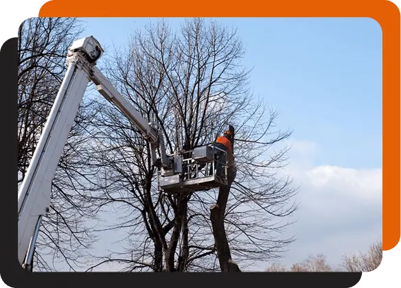 crane-assisted tree trimming for high branches