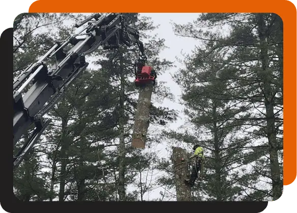 professional tree trimming