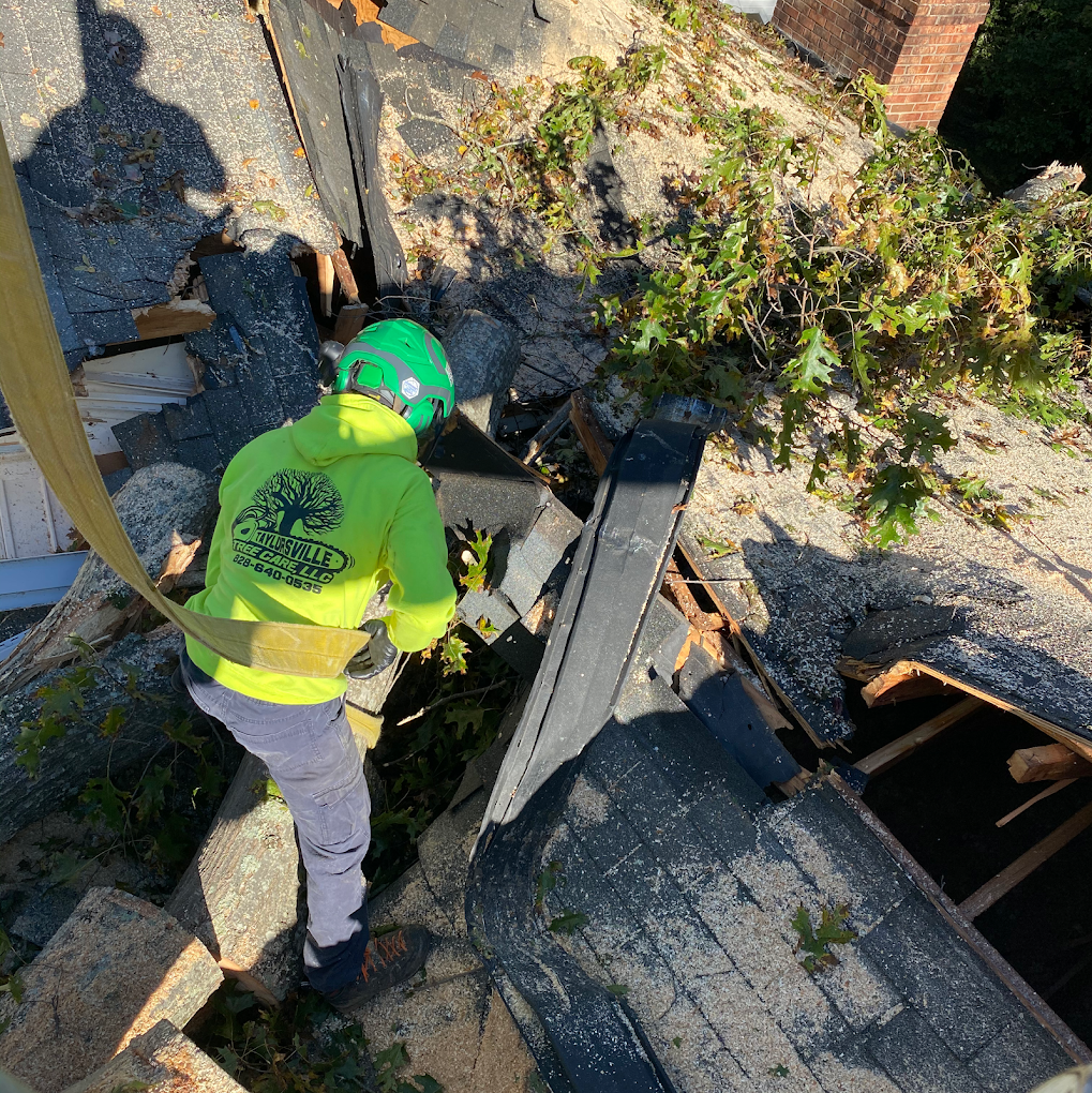 Common Tree Problems Homeowners See in Hickory NC