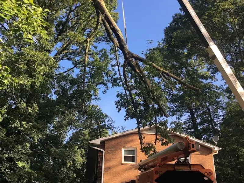 Tree removal in tight space in Hickory NC with full cleanup
