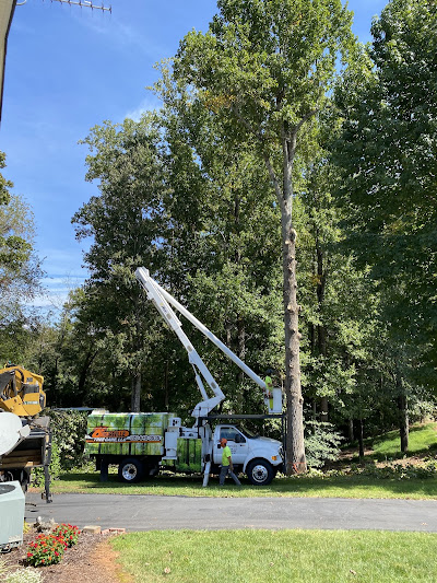 Tree removal service in Taylorsville NC with full cleanup