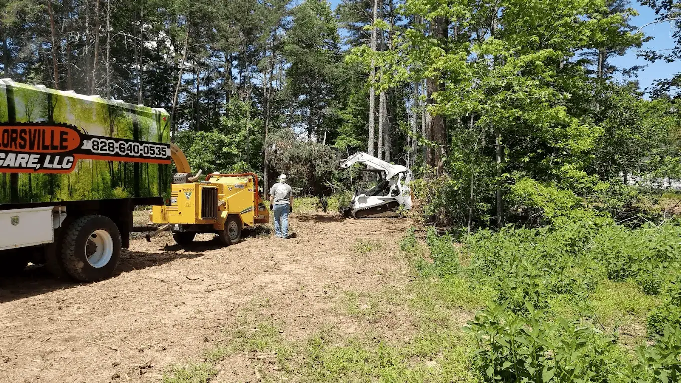 Tree thinning service in Hickory NC with proper pruning techniques