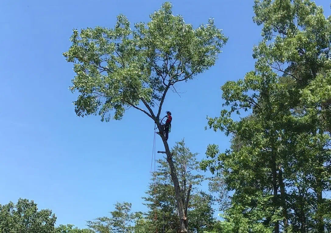 Tree trimming and pruning service in Hickory NC with full cleanup